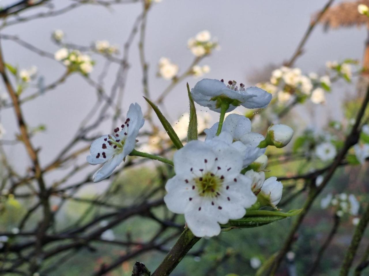 Moc Chau Peachy Garden Apartment Bagian luar foto